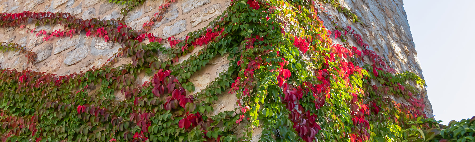 Mur végétal : les plus belles inspirations pour intérieur et extérieur –  Green Upp