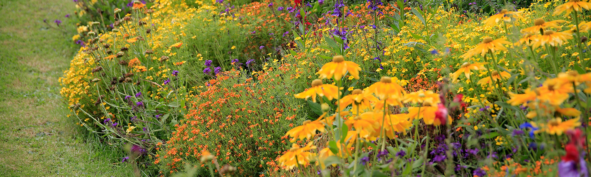 Massif de bulbes à fleurs assorties