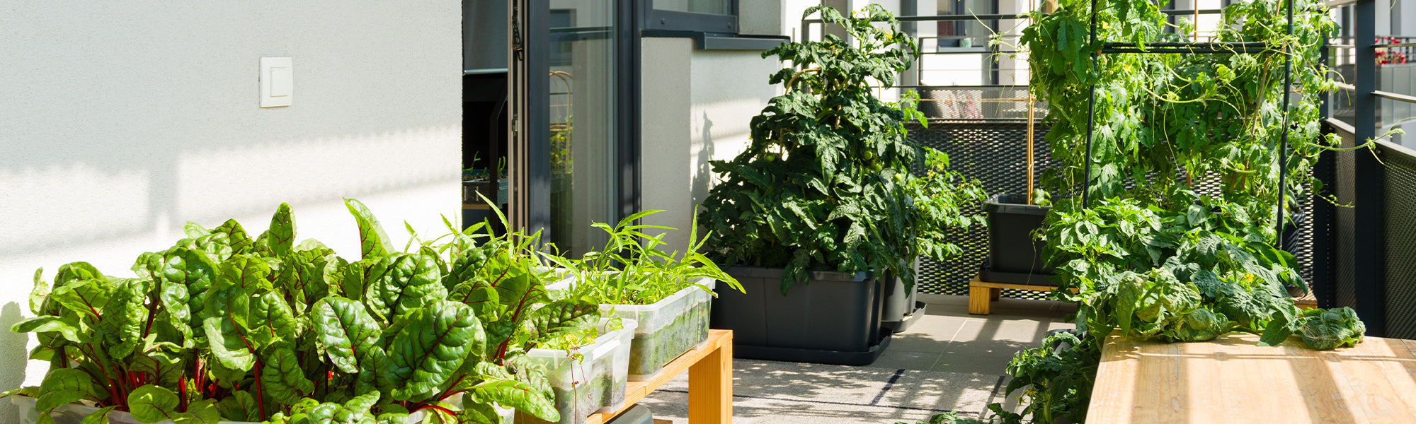 Potager d'intérieur : 12 idées pour cultiver vos plantes aromatiques