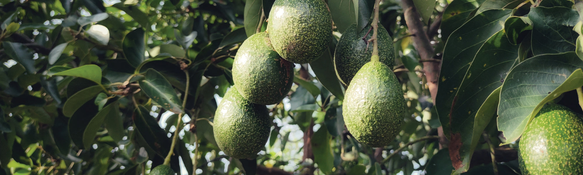 A qui appartiennent les fruits d'un arbre ? - avocat en droit