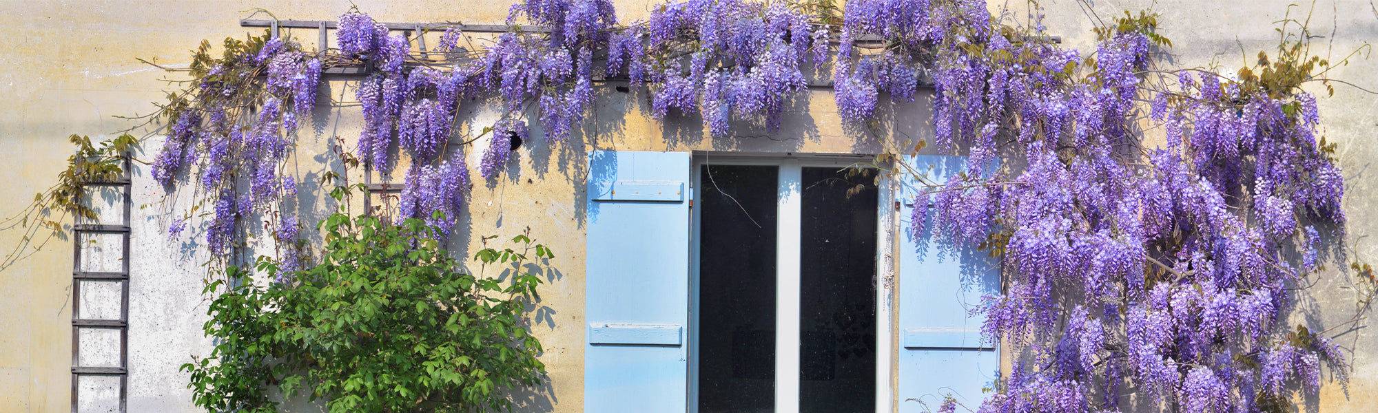 Les plantes grasses couvre-sol : notre sélection - Promesse de Fleurs