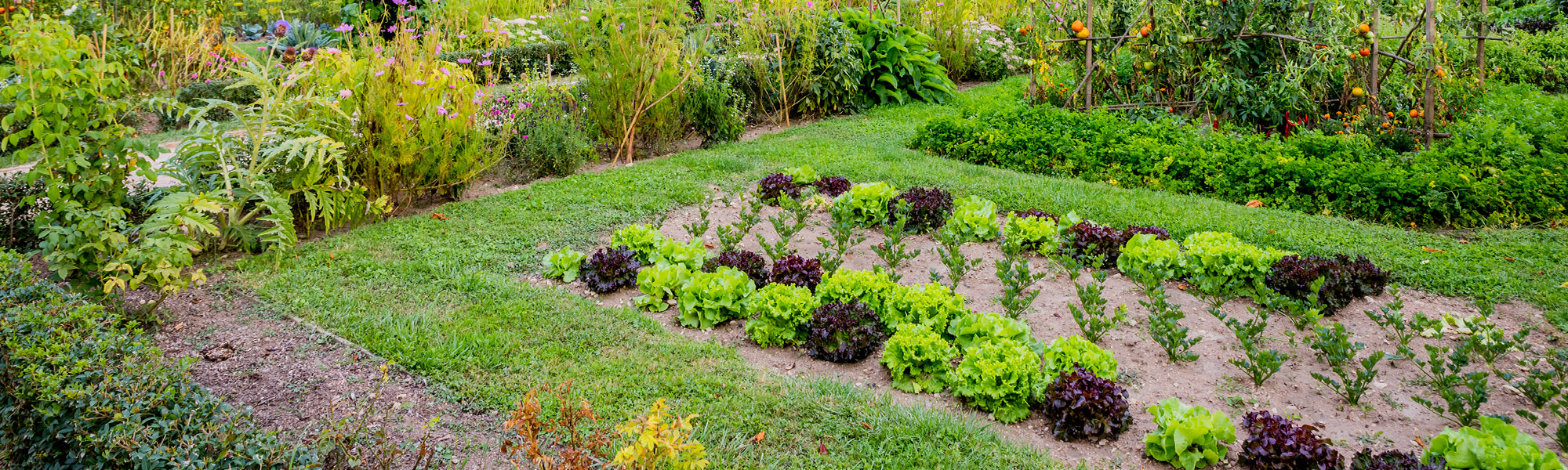 Comment protéger mon jardin potager de la pluie ? - Gamm vert