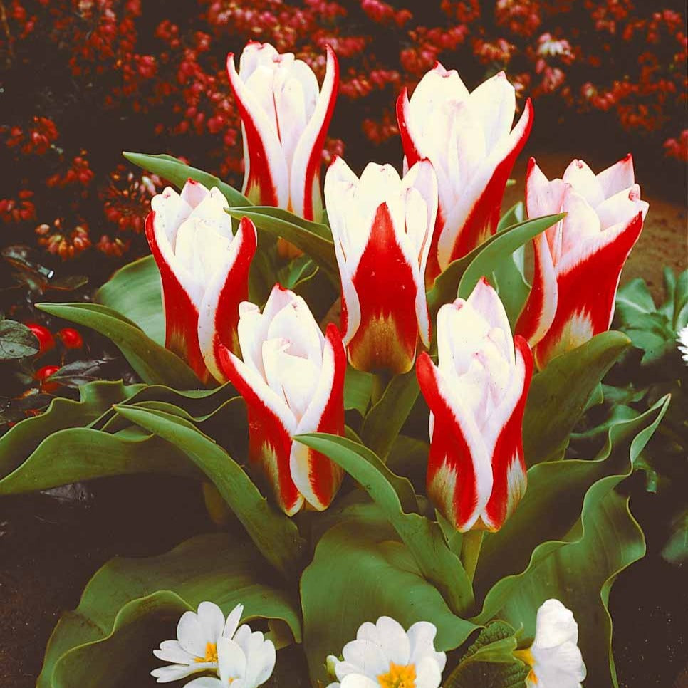 Bulbes Tulipe botanique Ancilla - Tulipa kaufmanniana ancilla