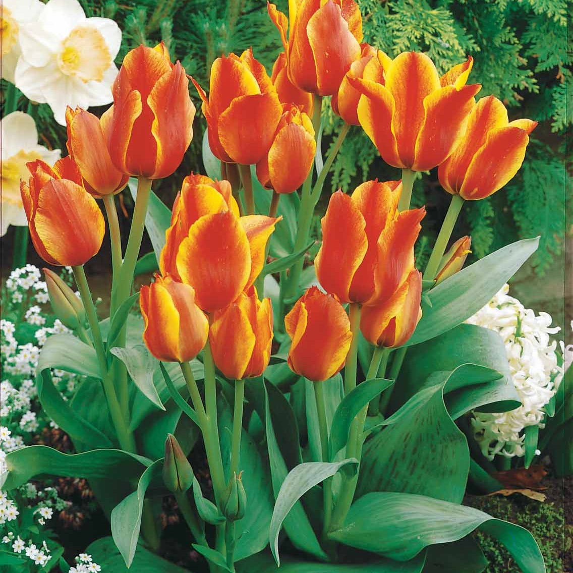 Bulbe Tulipe Columbus  Jardins Zeillinger Botanix