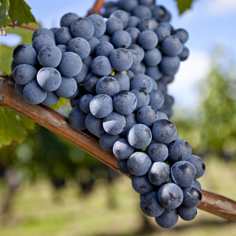 Vigne Merlot Vitis Vinifera Merlot