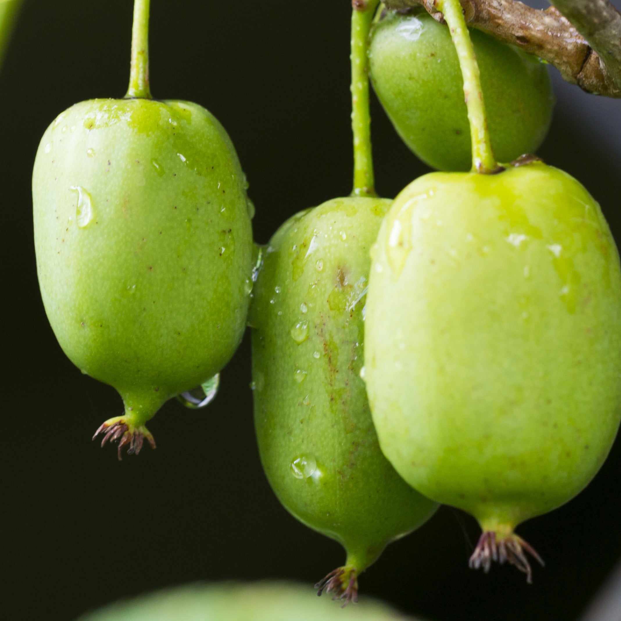 Soucoupes aux goûts fruités x 500