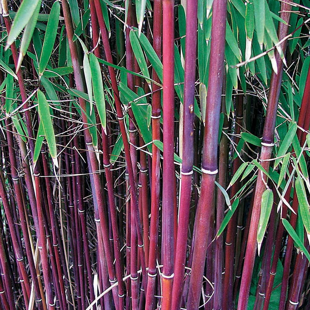 Bambou en Pot: Le Guide Complet 2024 (Choix, Plantation, Culture) -  Bambou en France
