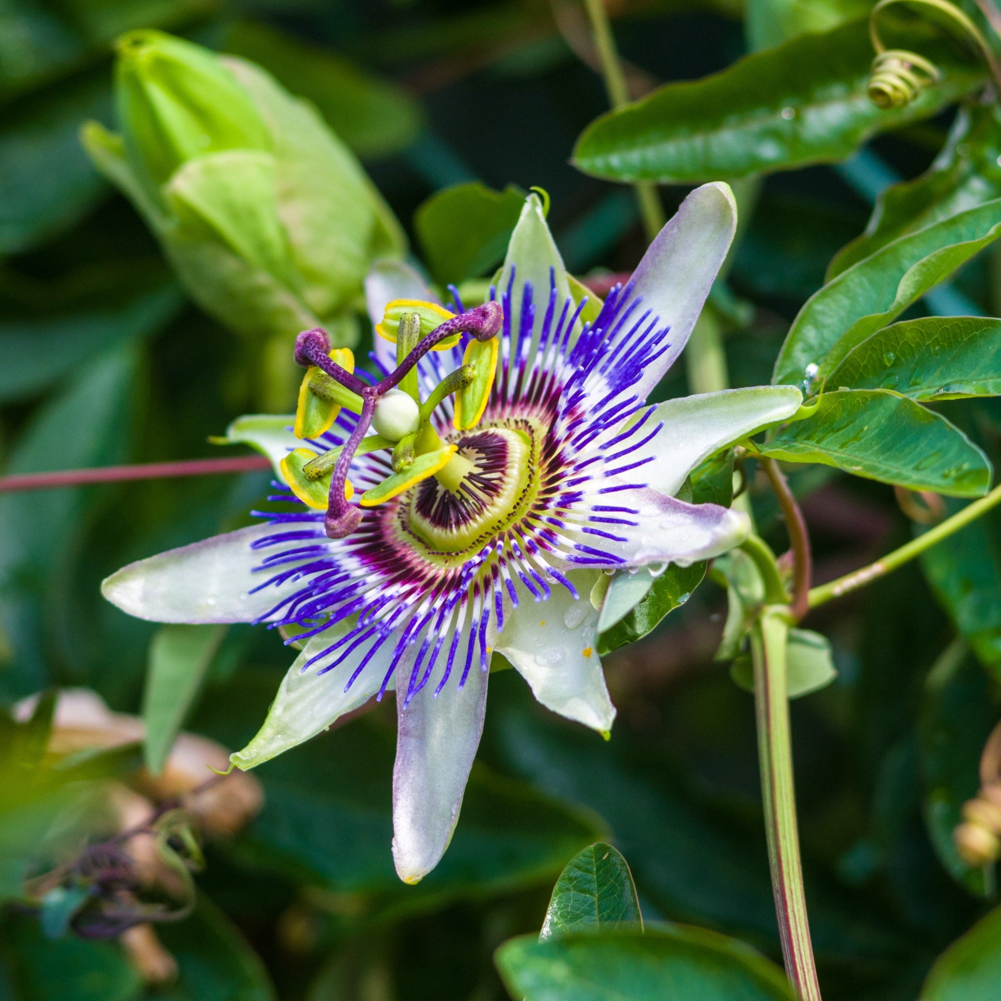 Graines Passiflore Bleue Passiflora Caerulea 2439