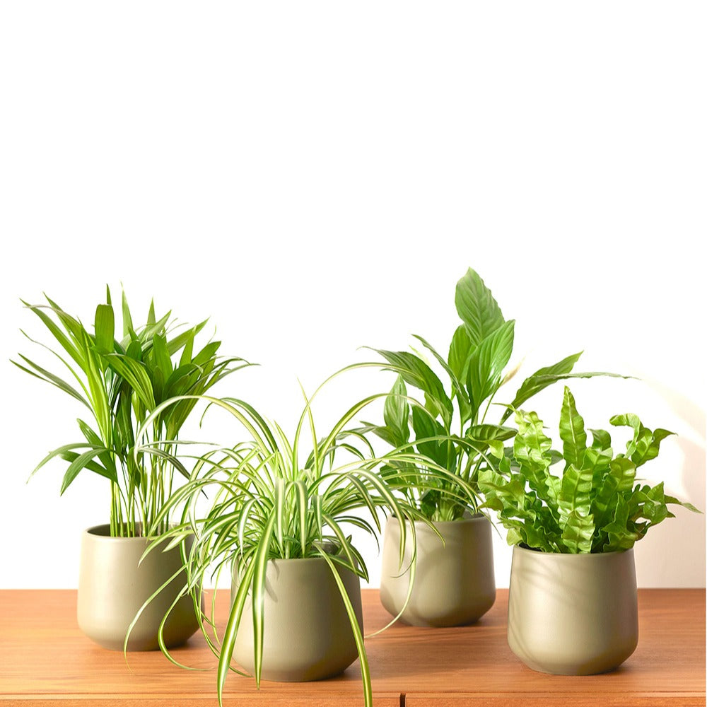 Kit de Plantes grasses - 4 variétés - Vente en ligne de plants de Kit de  Plantes grasses - 4 variétés pas cher