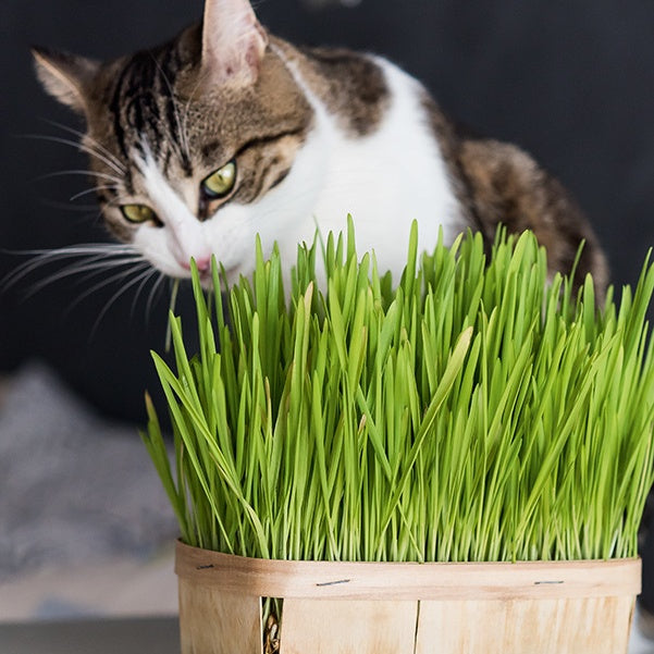 Graines d'herbe à chats