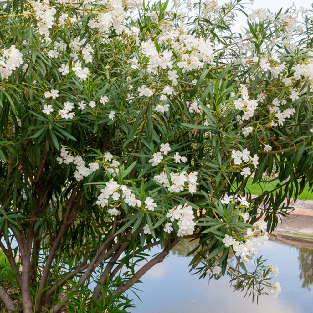 Plante toxique : le laurier rose - Gamm vert