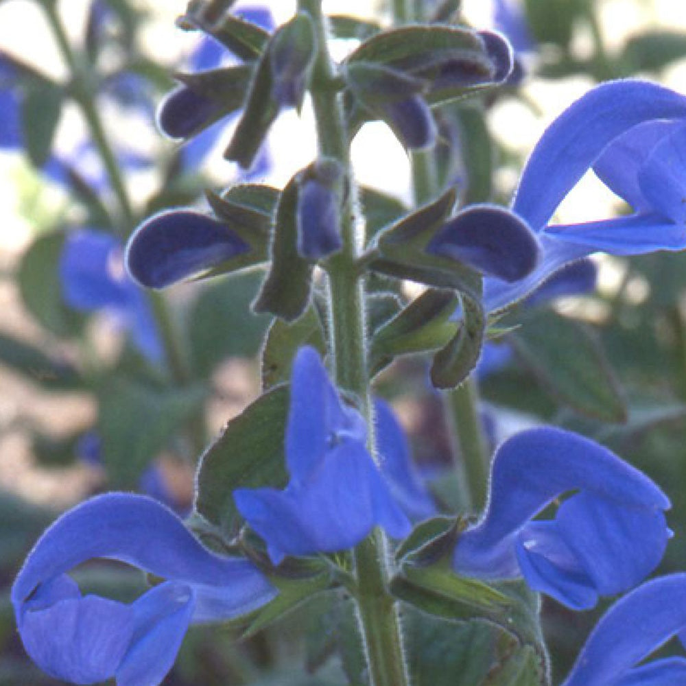 Sauge vivace - SALVIA 'Grahamii red' - Fleurir son jardin