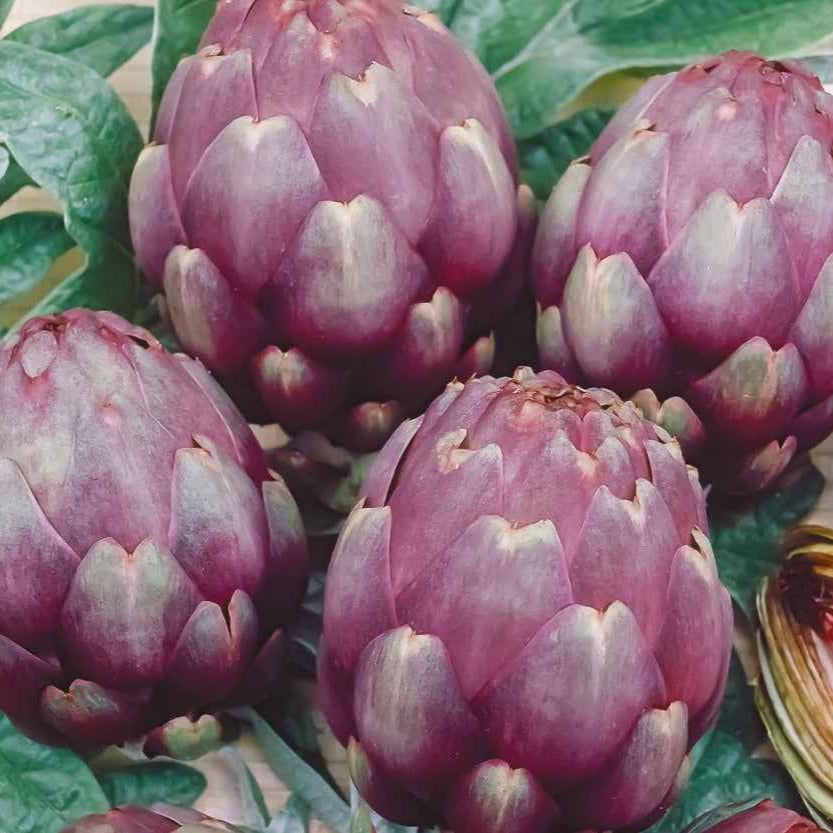 Graines Artichaut Violet de Provence - Cynara cardunculus scolymus