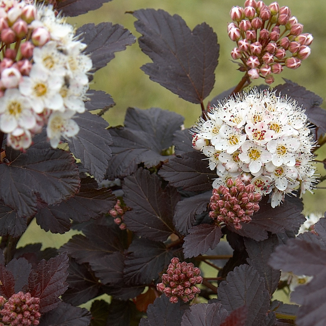 Physocarpe Red Baron - Physocarpus opulifolius red baron