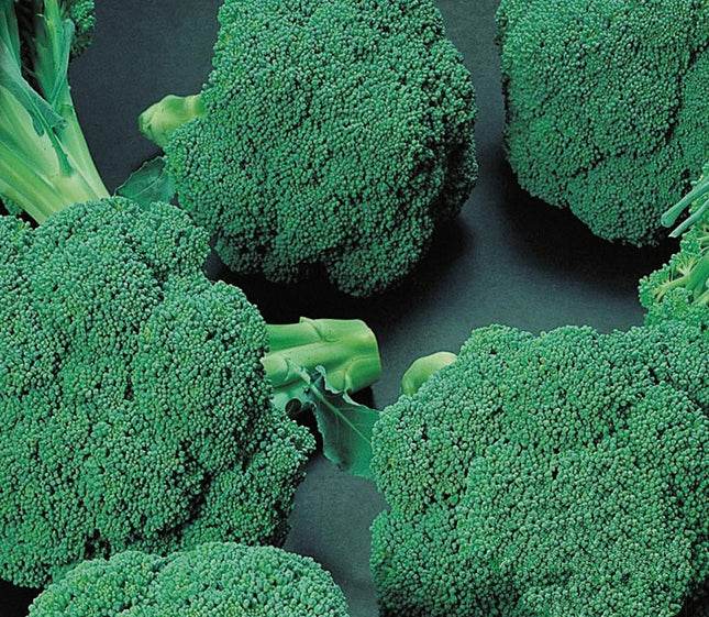 Brocoli : semer, cultiver, récolter