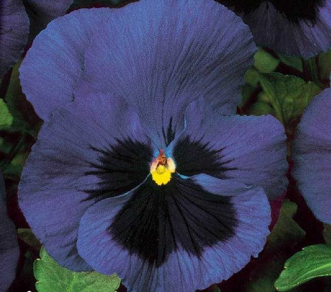 Viola - Pensée à grosse fleur