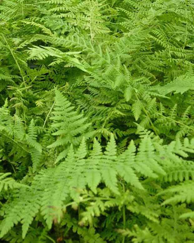 ATHYRIUM filix-femina - Fougère