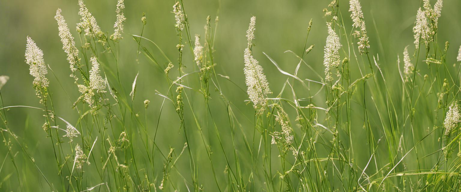 Comment contrôler les herbes graminées envahissantes