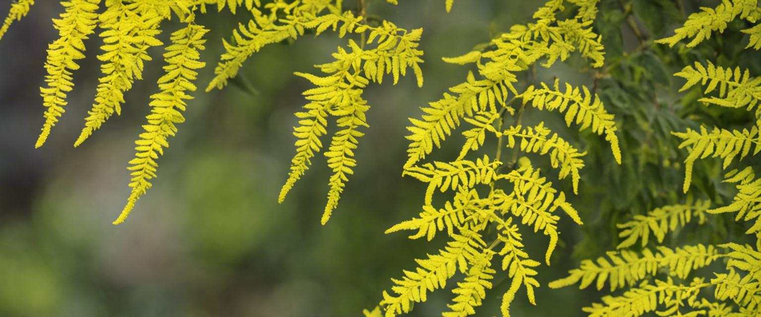 Intégrer le mahonia dans votre aménagement paysager