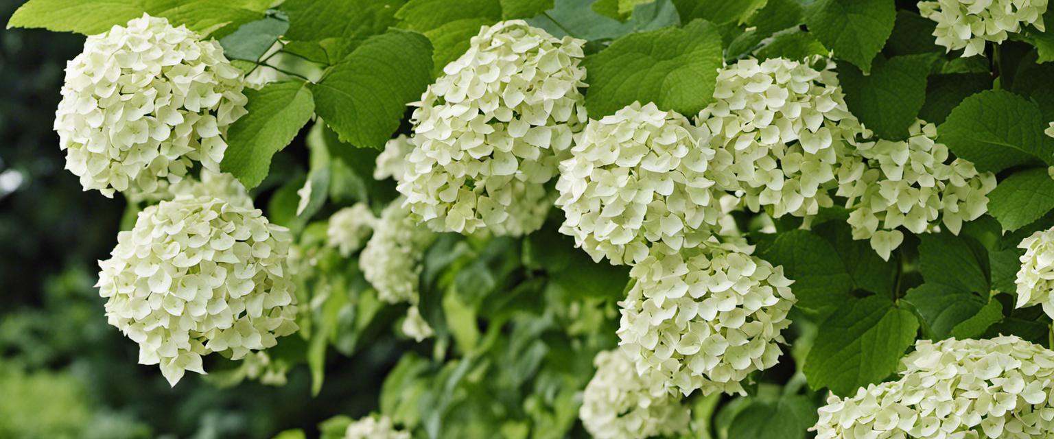 Tout savoir sur les hortensias grimpants