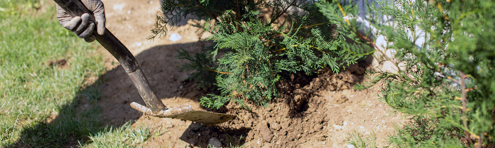 Guide étape par étape pour planter une haie de cyprès