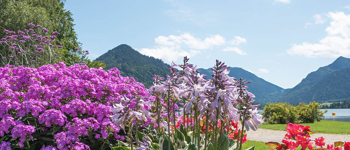 Un jardin en montagne