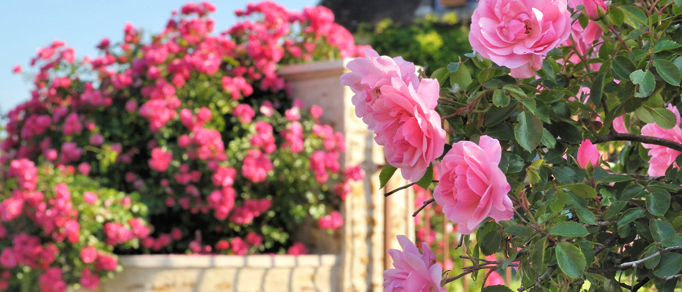 Rosiers parfumés