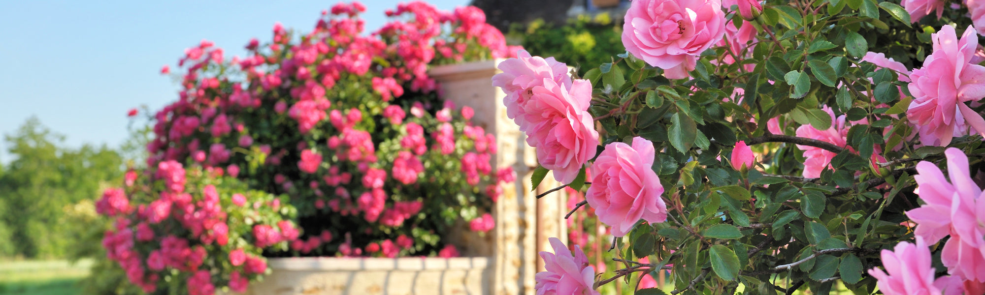 Rosiers parfumés