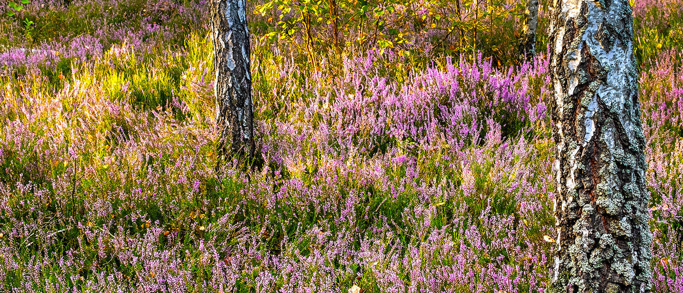 Un jardin en sous-bois