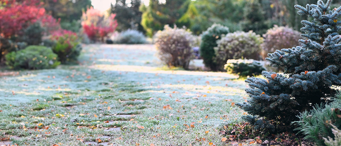 Un jardin vert même en hiver