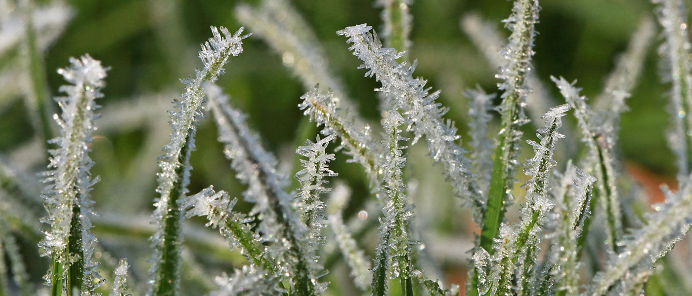 Un jardin qui résiste au gel