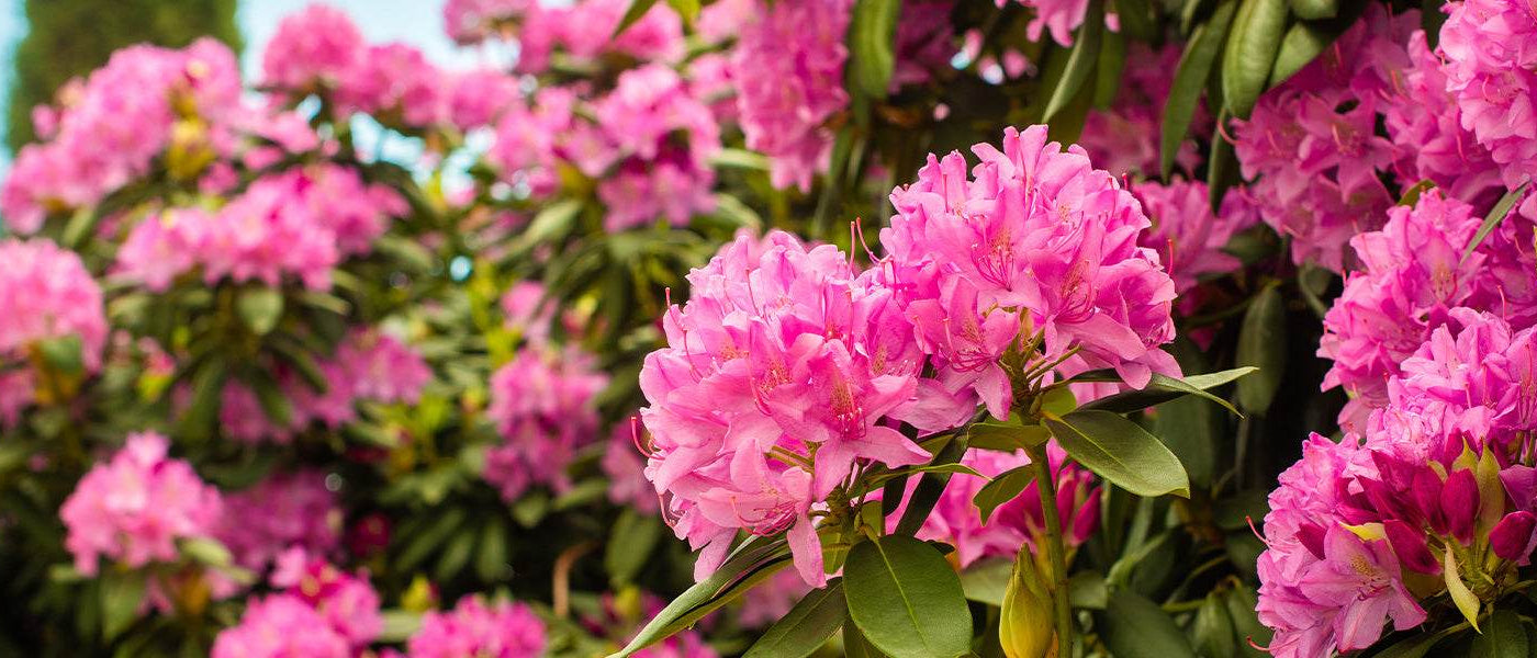 Rhododendrons