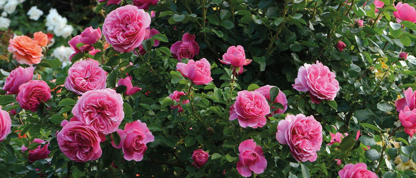 Rosiers pour bouquets