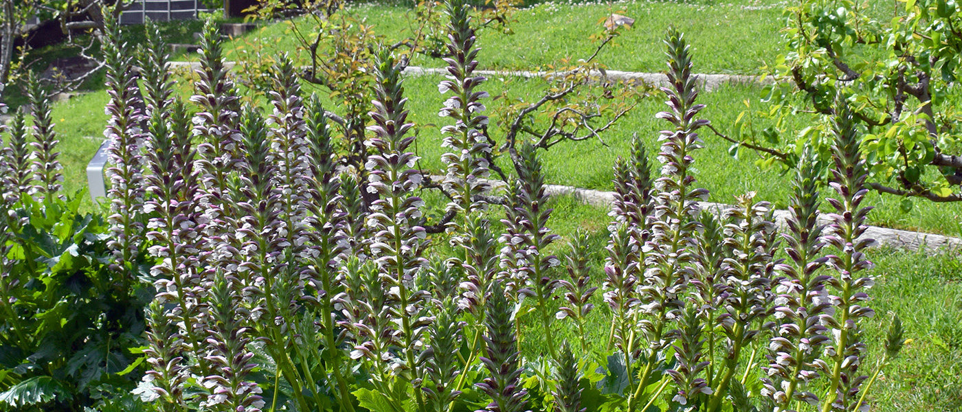 Acanthe à feuilles de houx - Acanthus ilicifolius