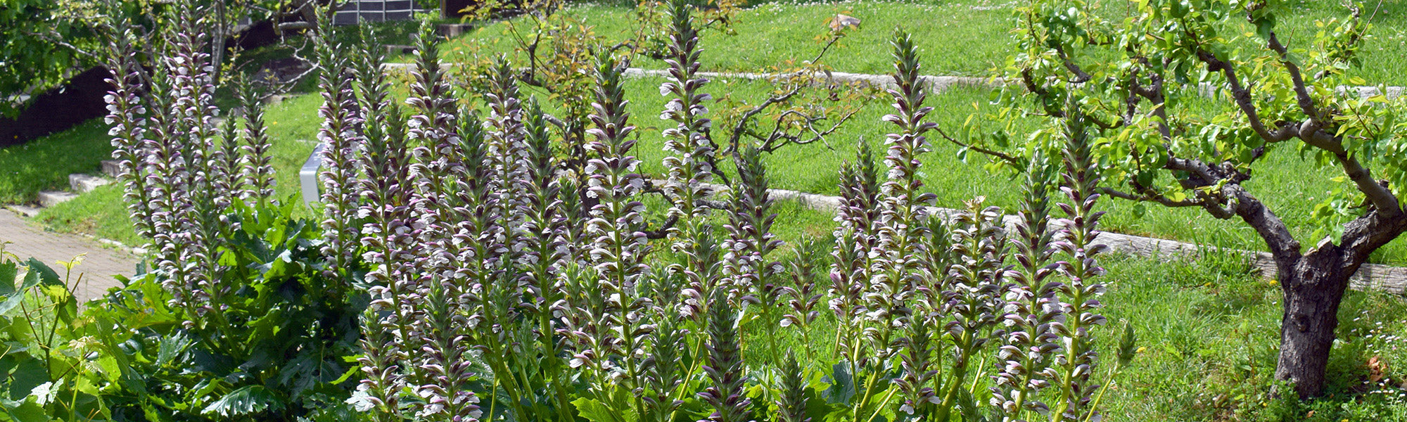 Acanthe sans bractées - Acanthus ebracteatus