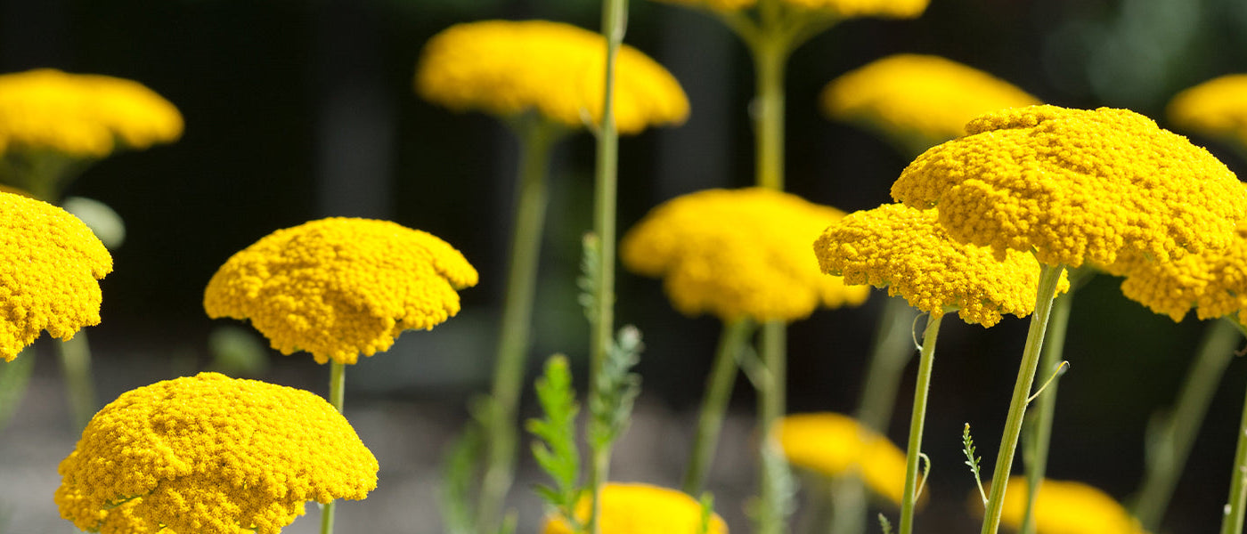 Achillée à feuilles de scolopendre - Achillea asplenifolia