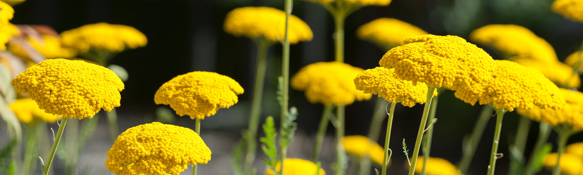 Achillée à feuilles de scolopendre - Achillea asplenifolia