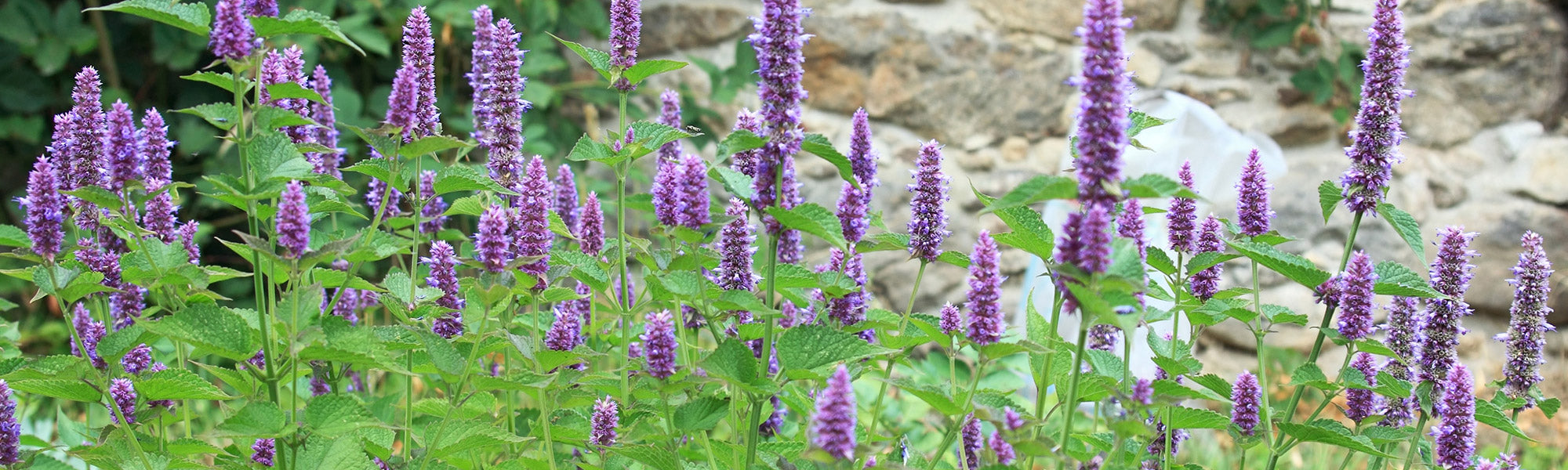 Agastache fenouil - Agastache foeniculum