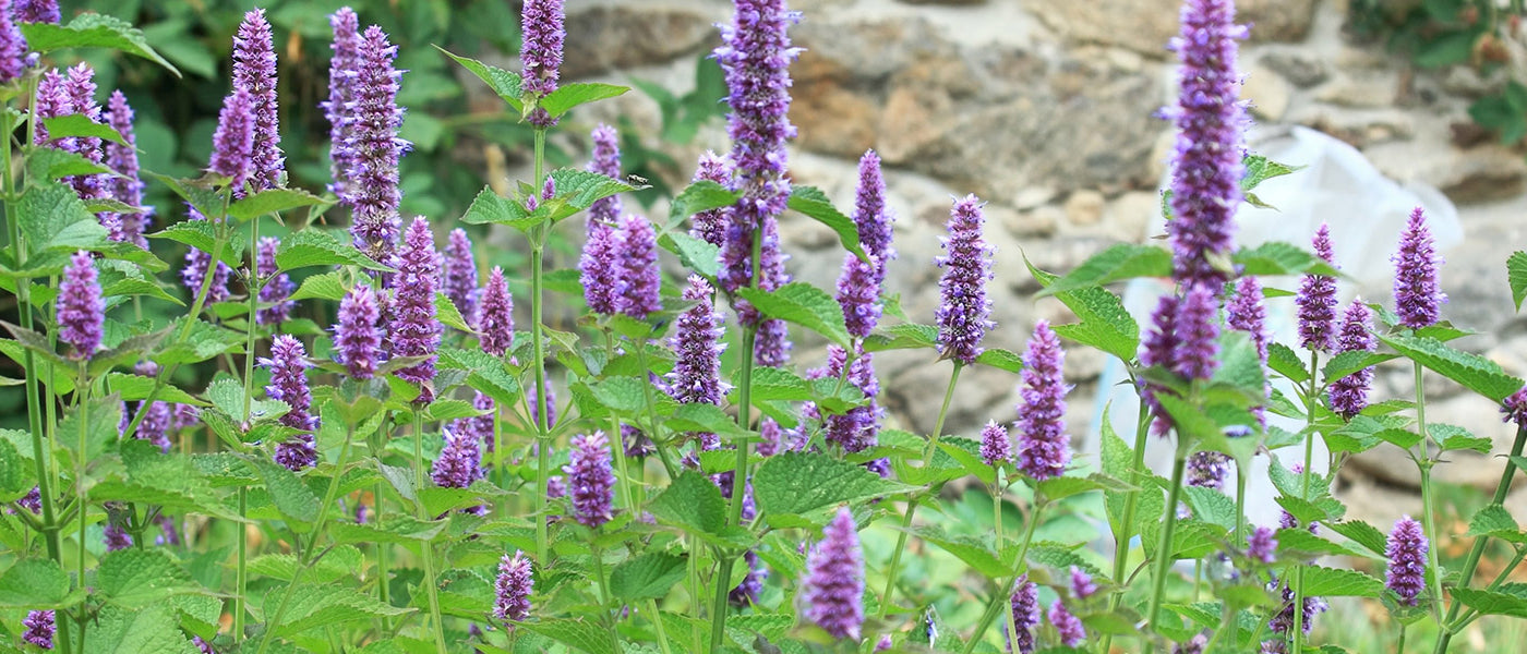 Agastache