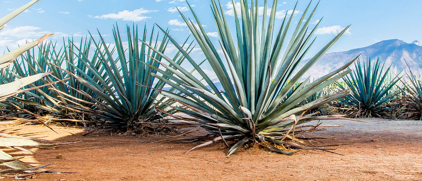 Agave