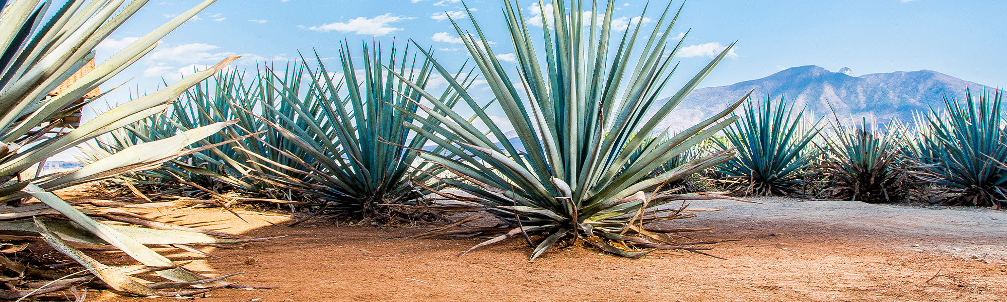 Agave de Vilmorin - Agave vilmoriniana