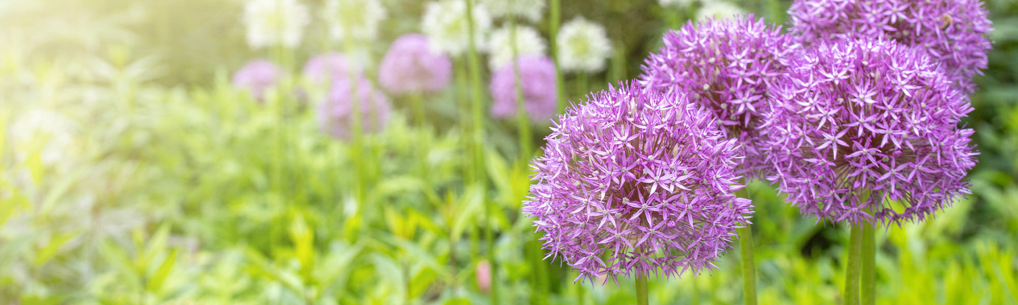 Plantes mellifères pour insectes