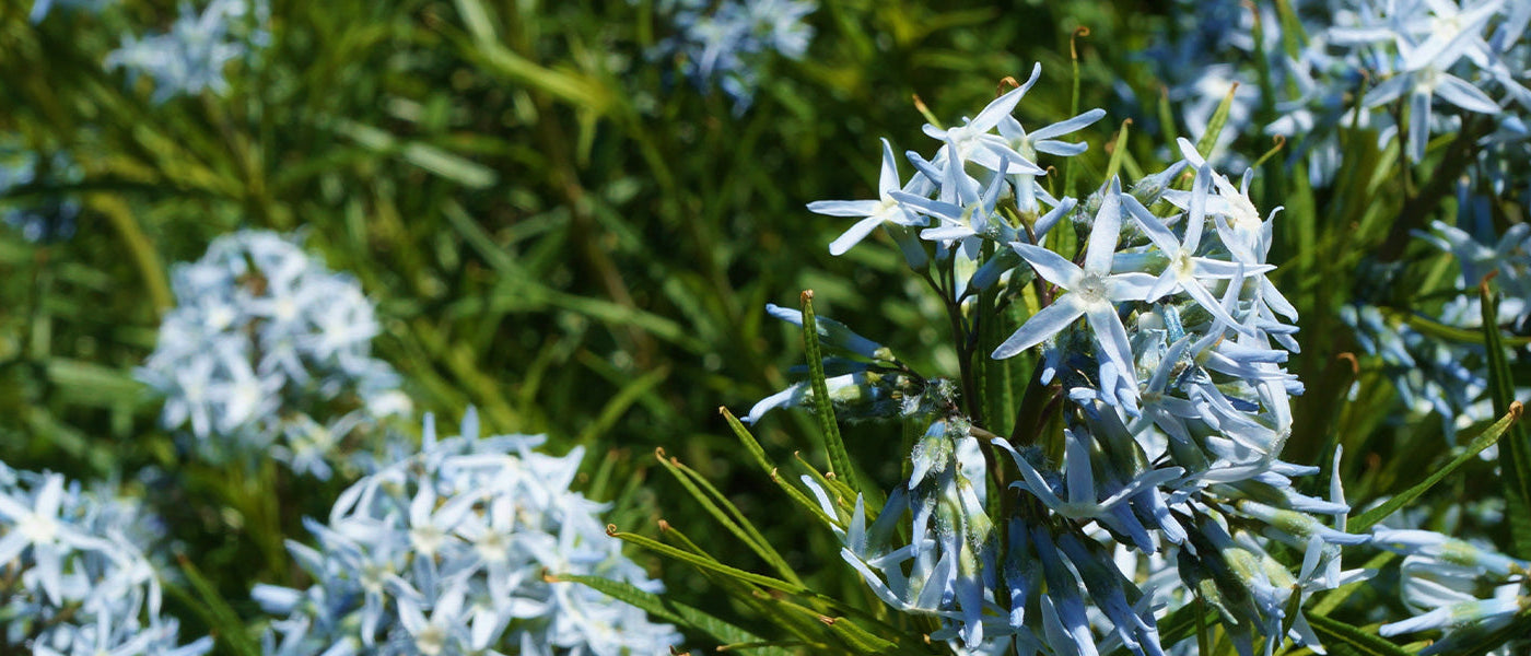 Amsonie tomenteuse - Amsonia tomentosa