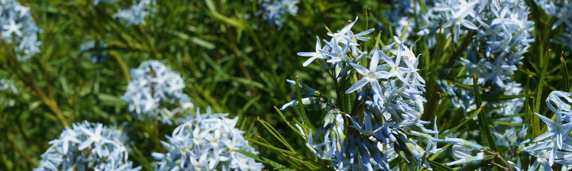 Amsonie tomenteuse - Amsonia tomentosa