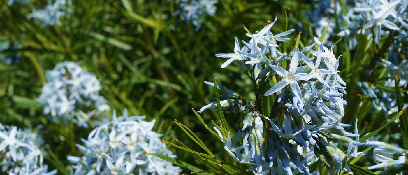 Amsonie ciliée - Amsonia ciliata