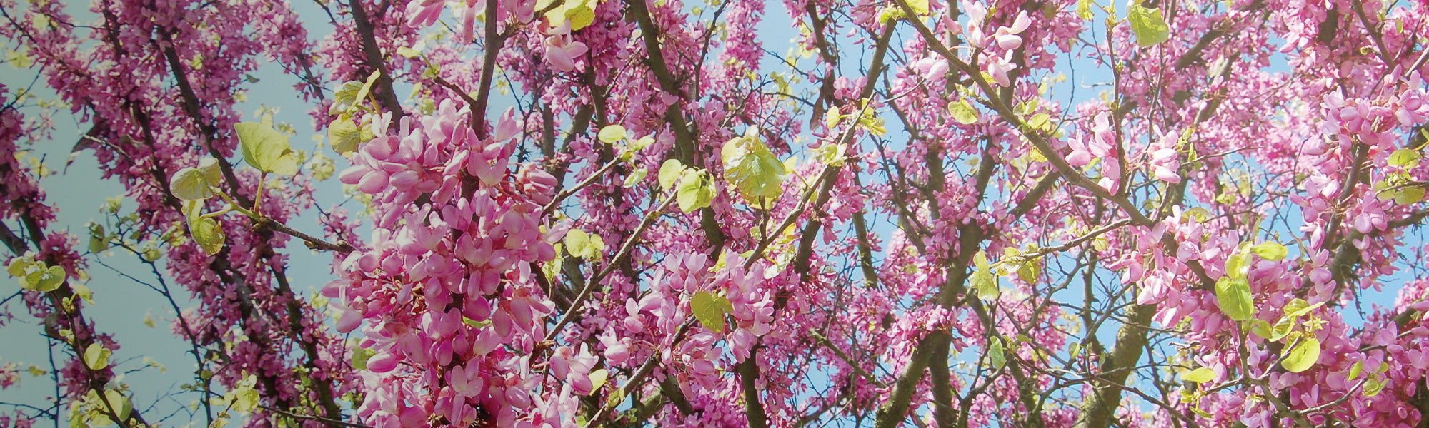 Fleurs pour un terrain sec