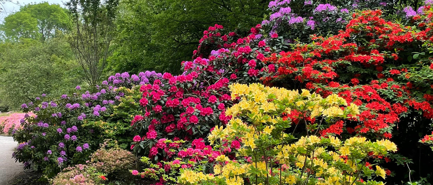 Arbres à fleurs