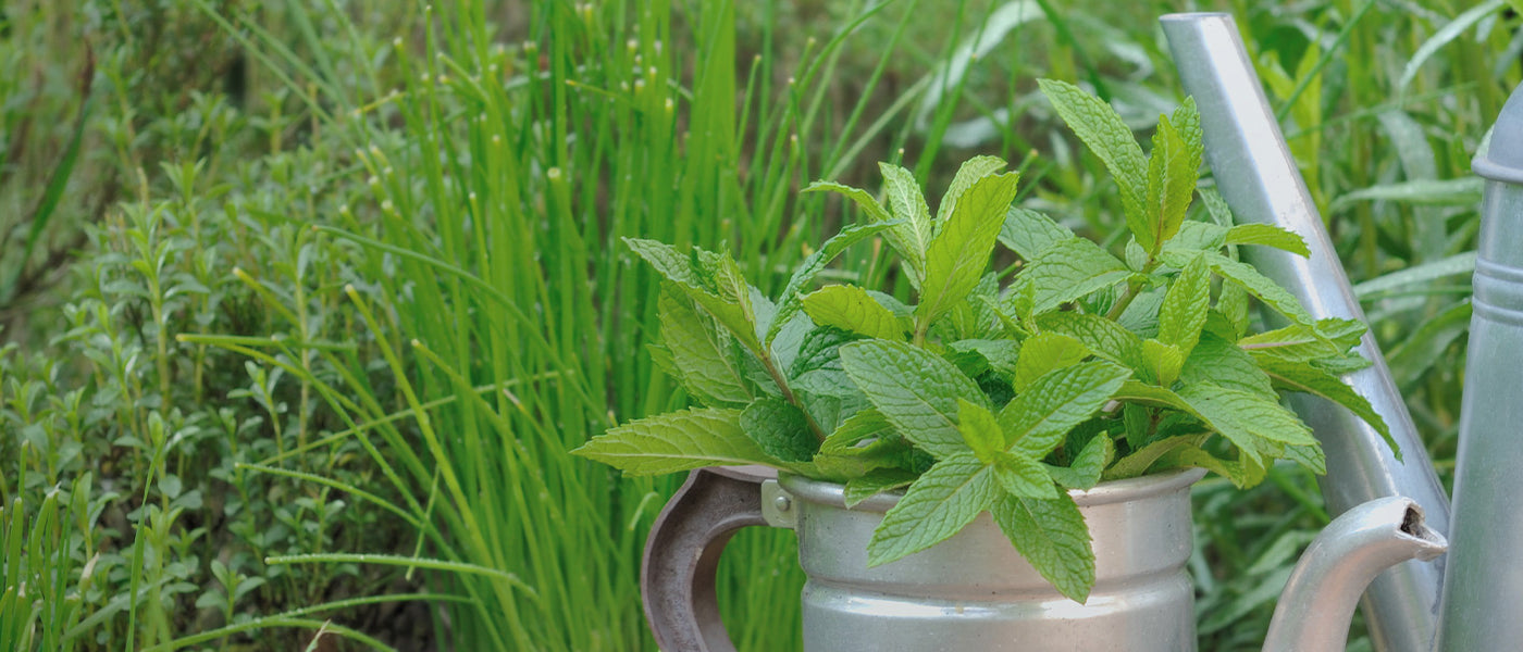 Plantes aromatiques à cultiver dans le Nord en carré potager