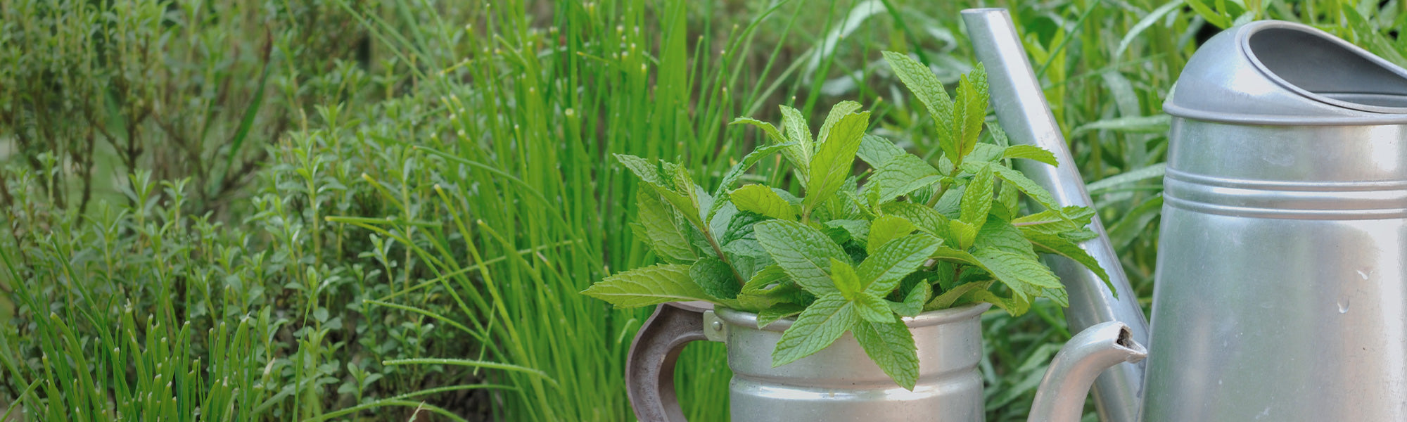 Basilic de Campeche - Ocimum campechianum