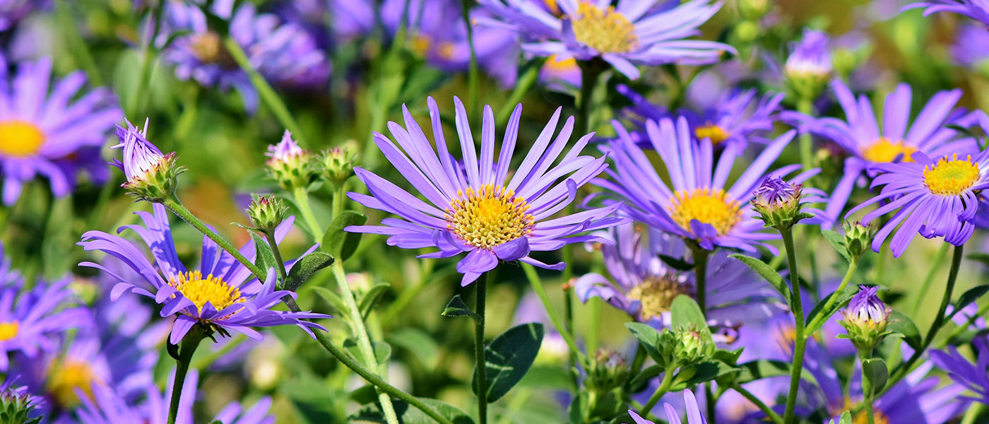 Aster